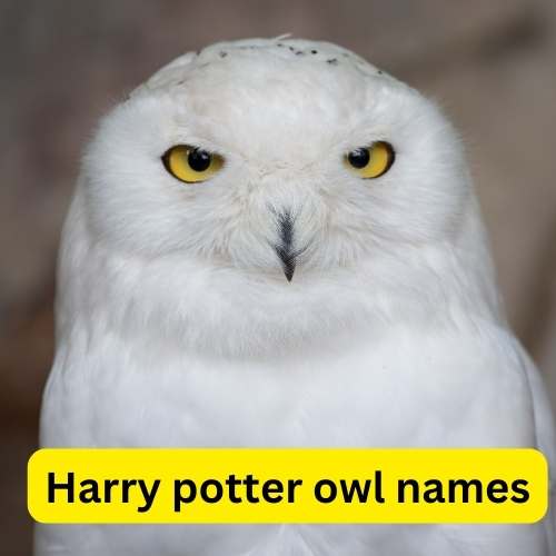 what is harry potter's owl's name